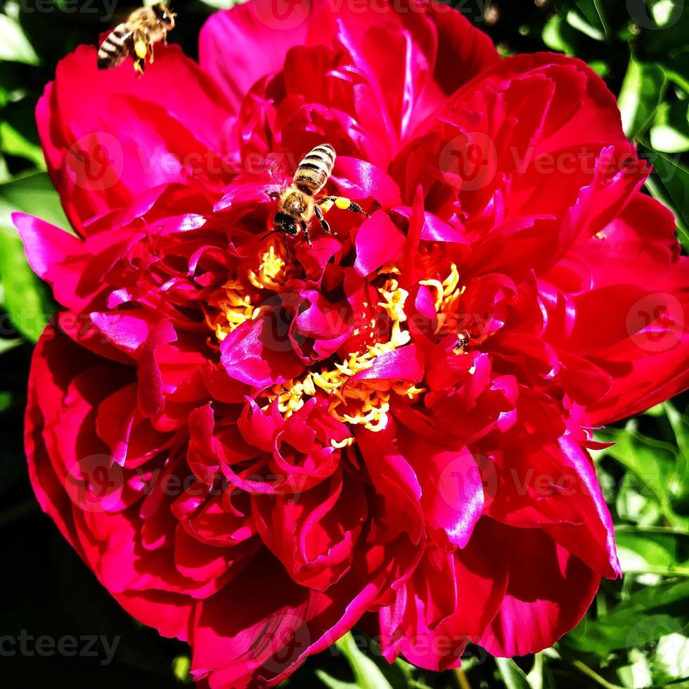 la photo colorée montre une pivoine fleurie