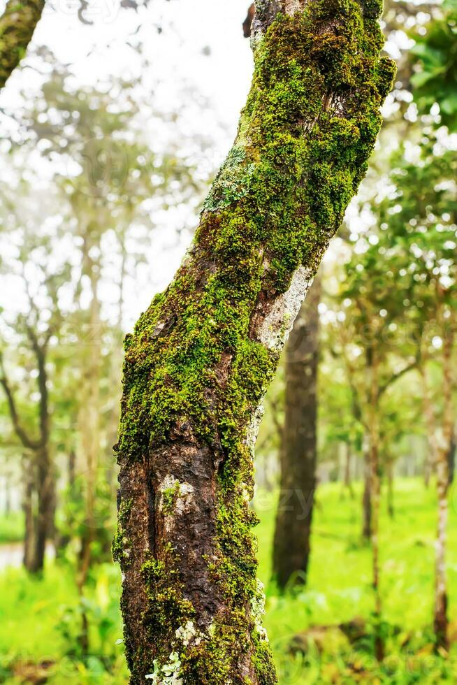 mousse et fougères croissance dans le des arbres photo