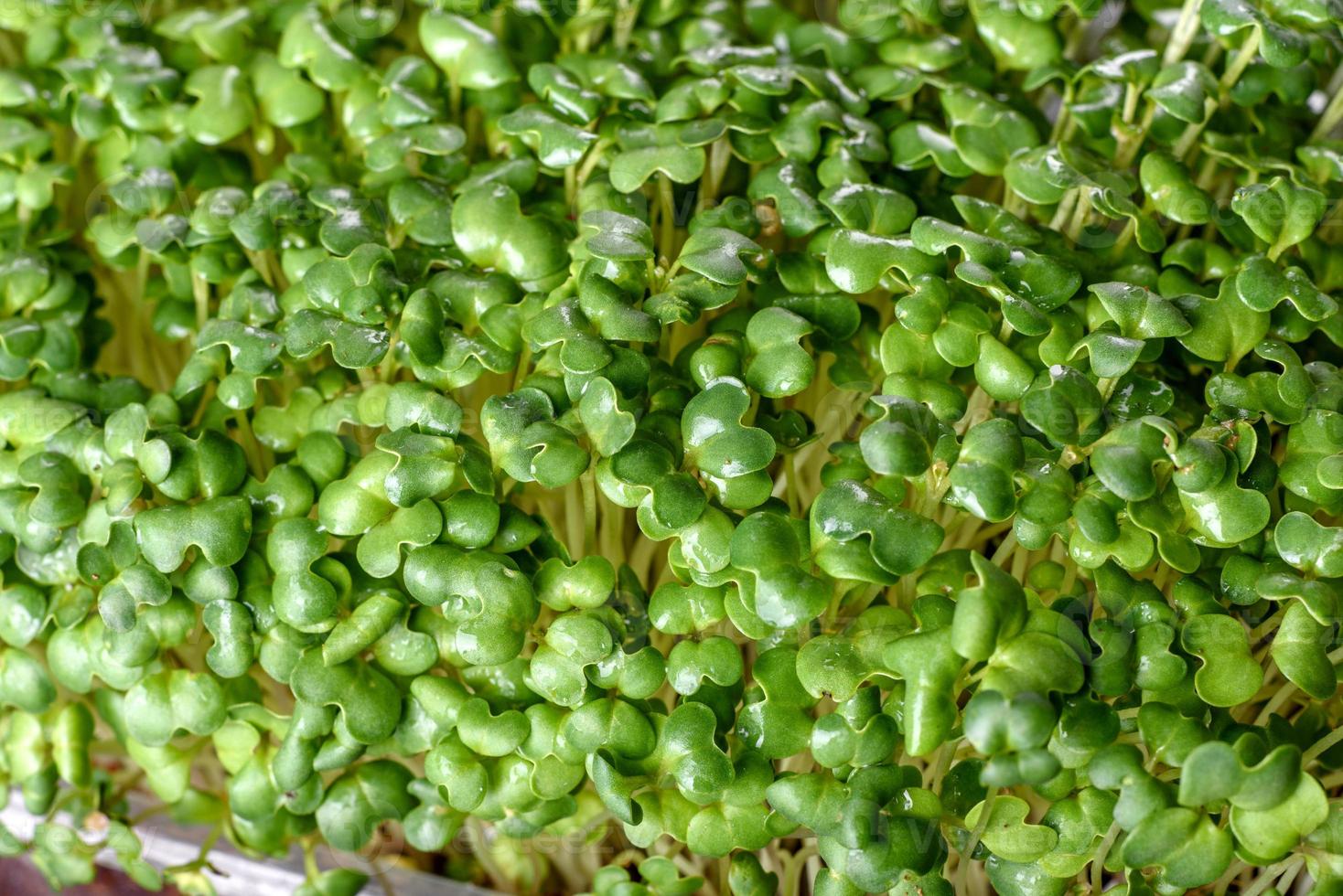 boîte avec des pousses fraîches de micro-radis verts pour ajouter des aliments sains aux plats photo