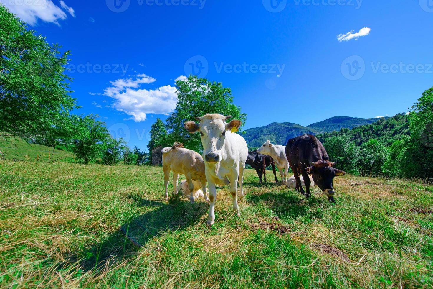 vaches au pâturage sur les alpes italiennes en été photo