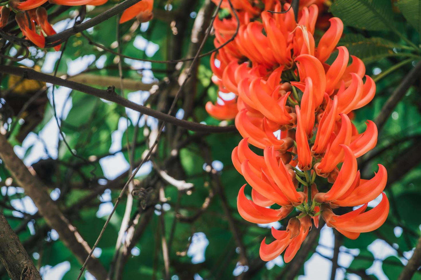 gros plan de la nouvelle plante grimpante de Guinée ou de la vigne de jade rouge, des fleurs d'oranger. photo