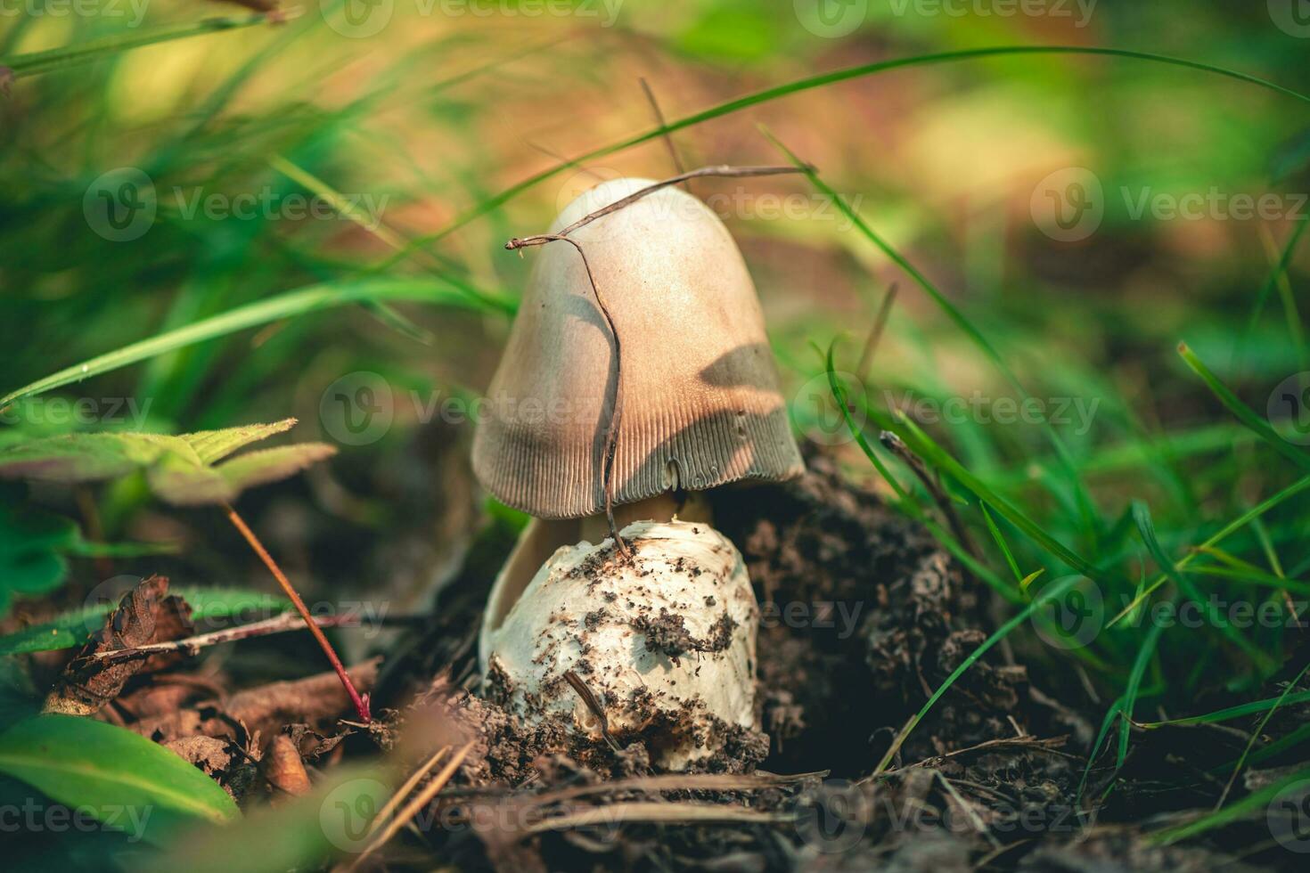 champignon amanite crocée dans le forêt photo