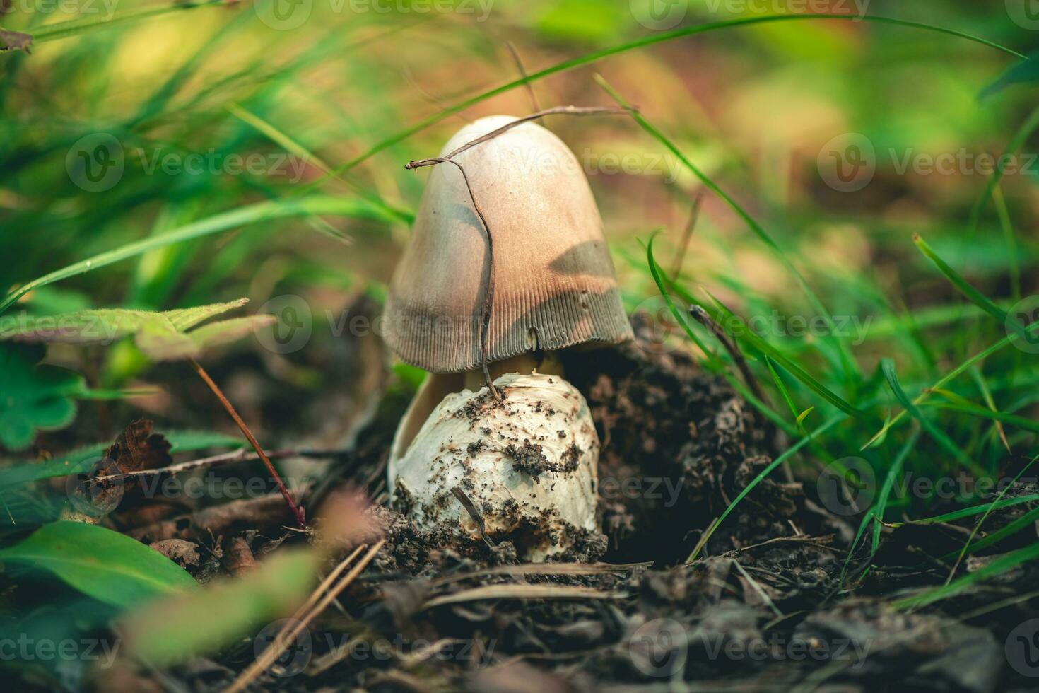 champignon amanite crocée dans le forêt photo