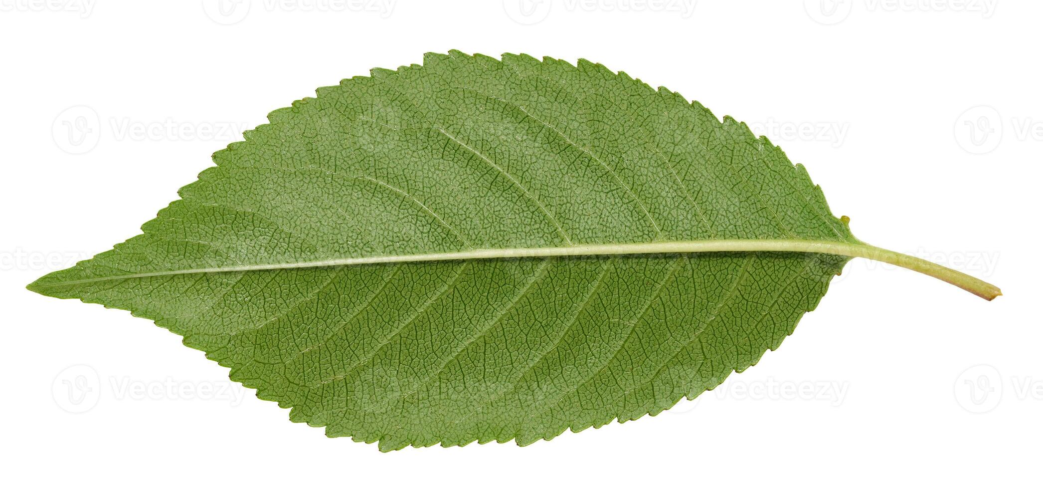 retour côté de vert Cerise feuille sur blanc isolé Contexte photo