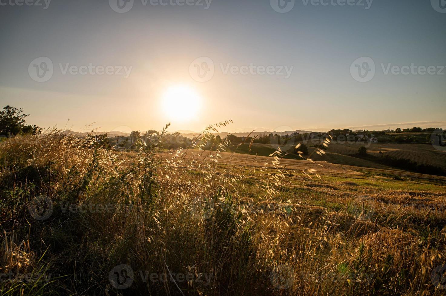 herbe au coucher du soleil en été photo