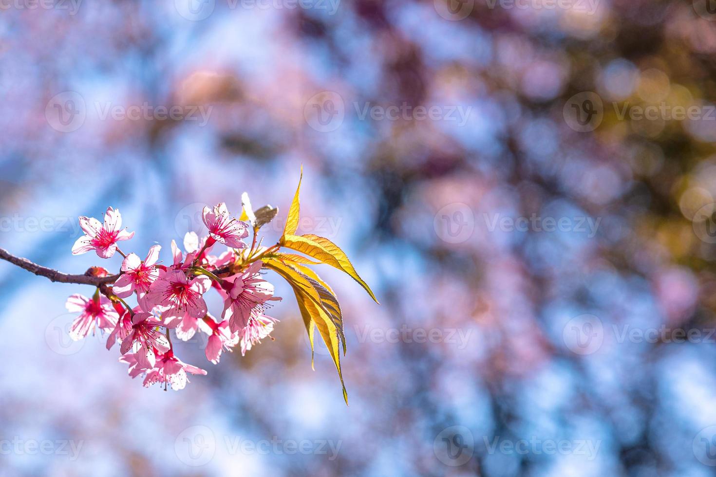 fleur de cerisier sauvage de l'Himalaya, prunus cerasoides ou fleur de tigre géant. photo