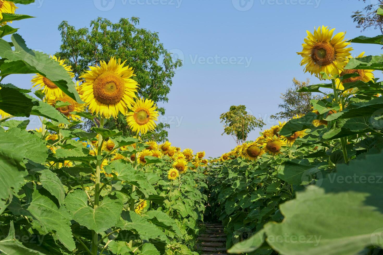 tournesol champ printemps, été Naturel plante fleur fleur photo