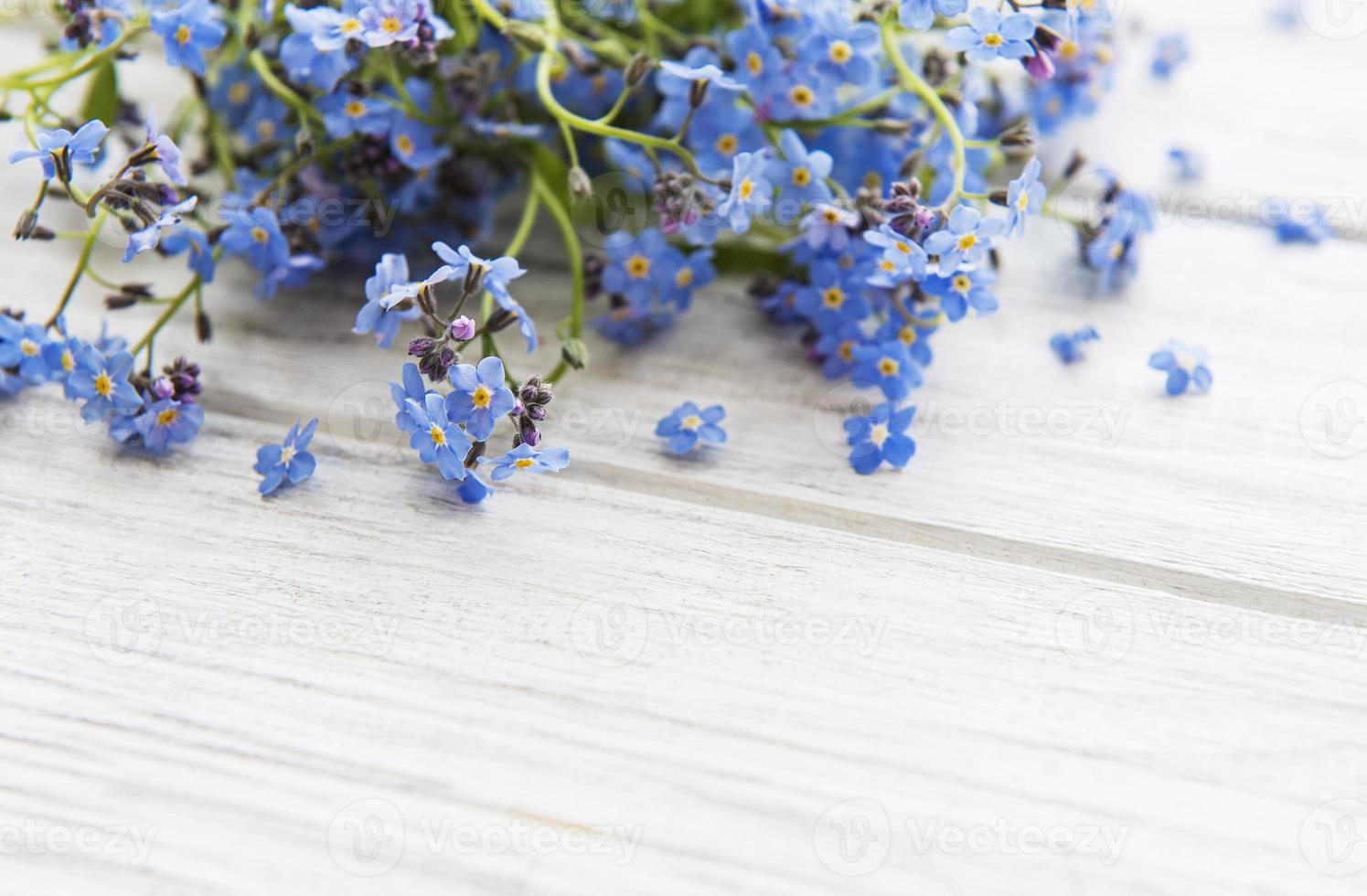 myosotis sur fond de bois blanc photo