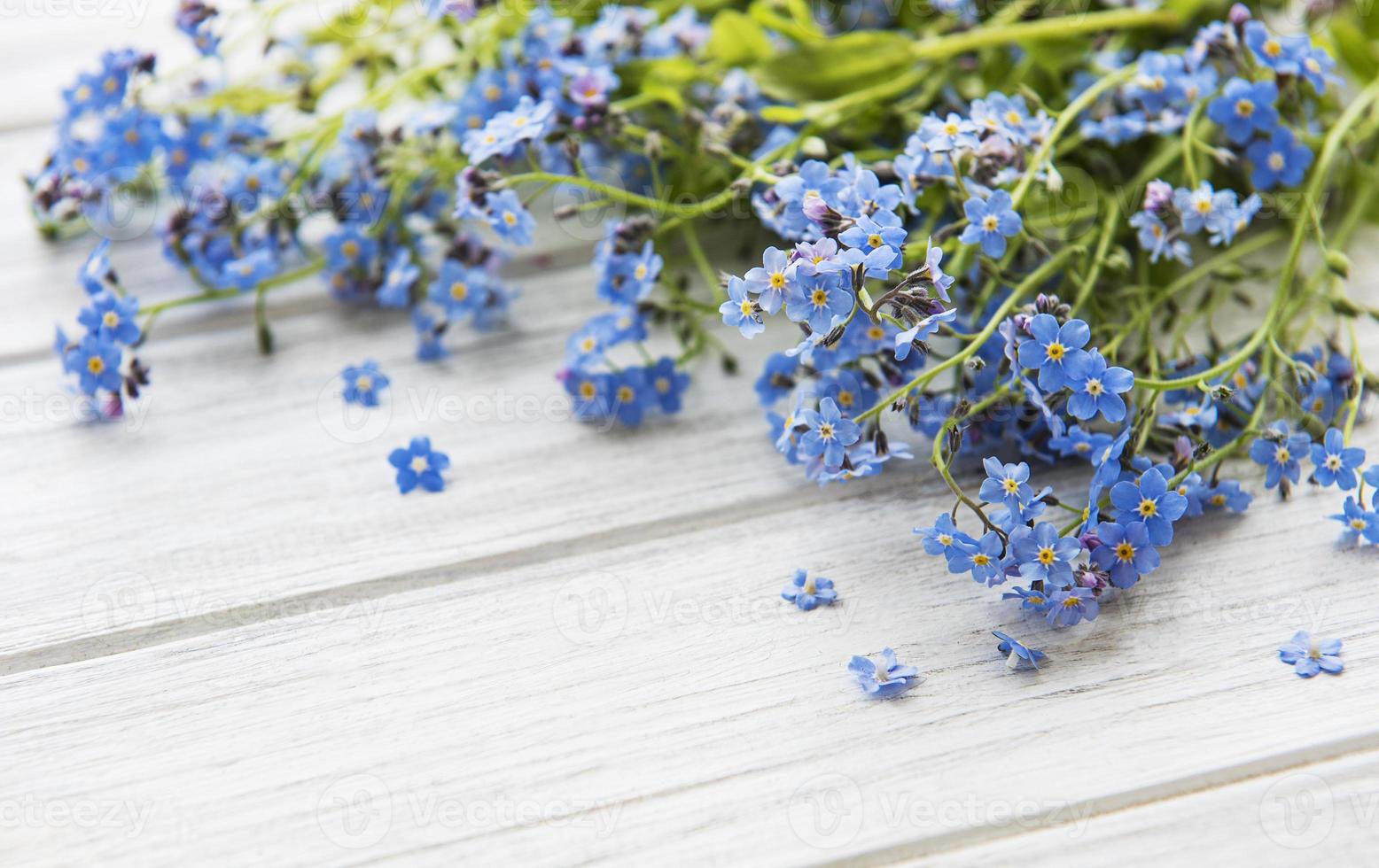 myosotis sur fond de bois blanc photo