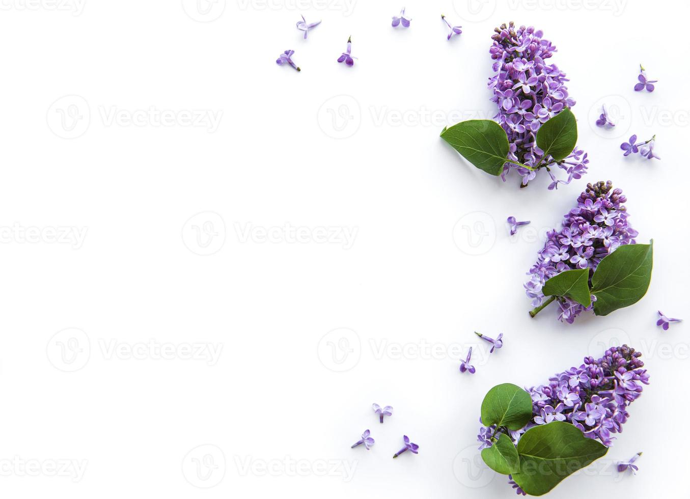 fleurs lilas sur fond blanc photo