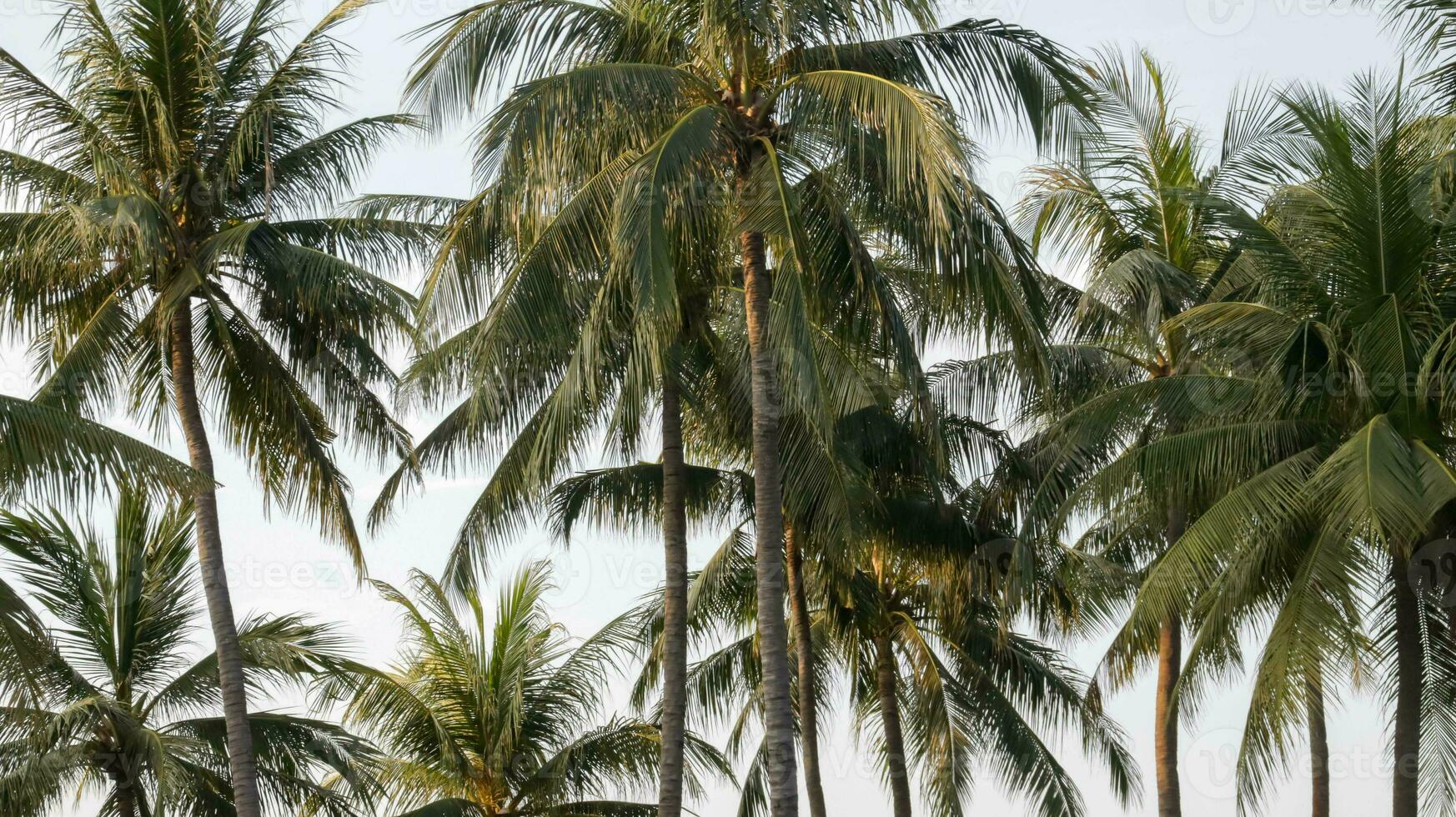 magnifique tropical noix de coco arbre et bleu ciel à le plage pour Contexte et toile de fond. photo