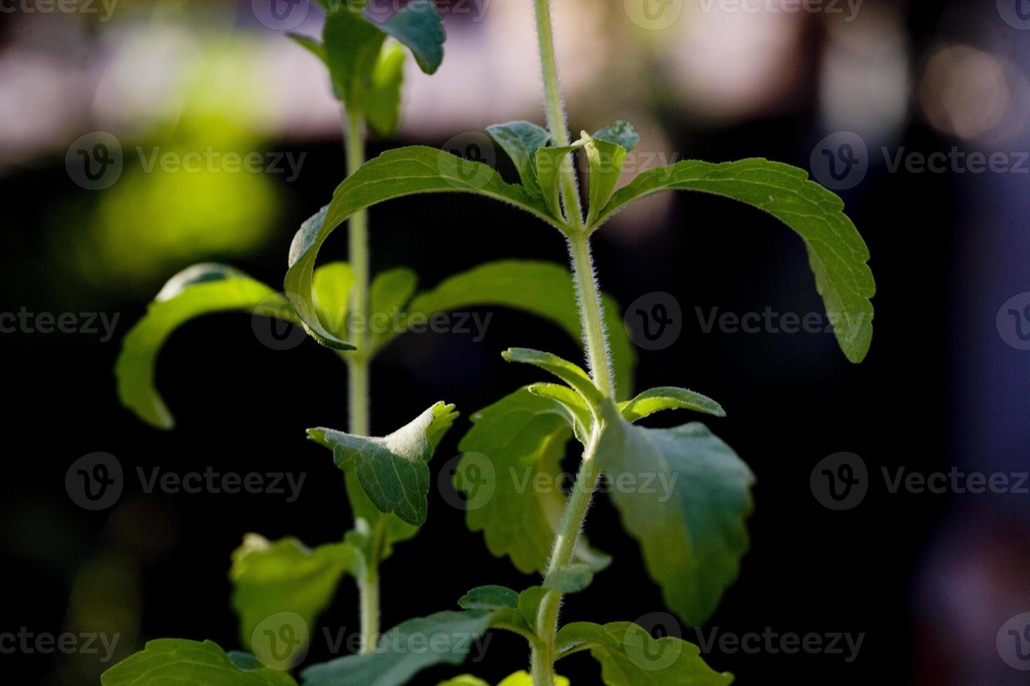 le sucre naturel, la plante de stévia dans un jardin de madrid, espagne photo