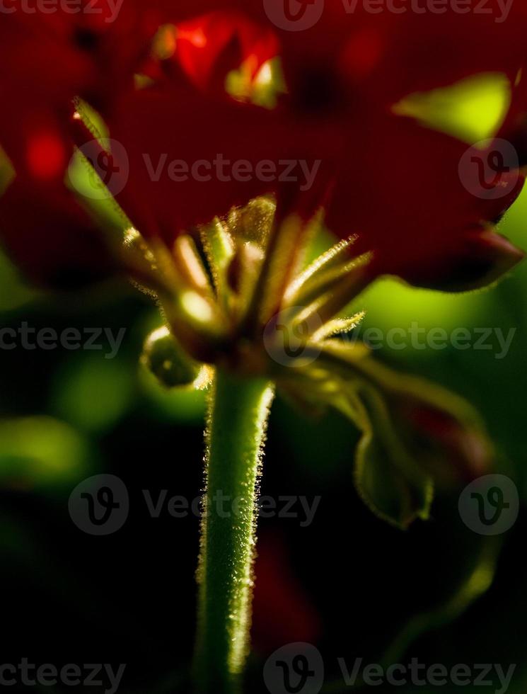 Détails des fleurs de géranium dans un jardin de Madrid, Espagne photo