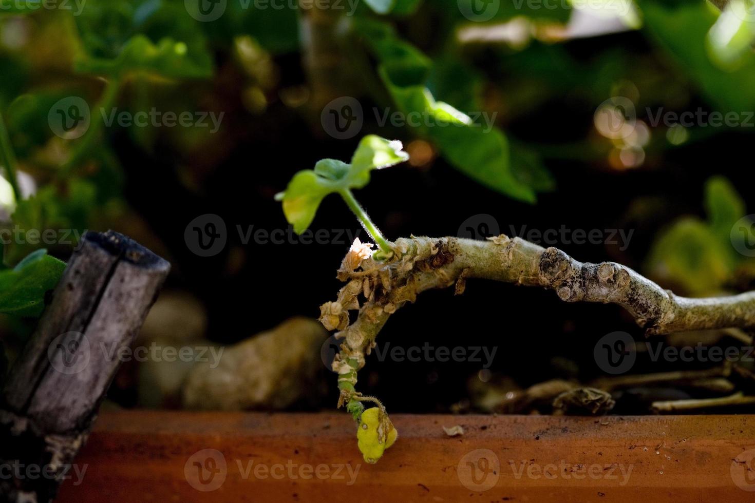 Détails des fleurs de géranium dans un jardin de Madrid, Espagne photo