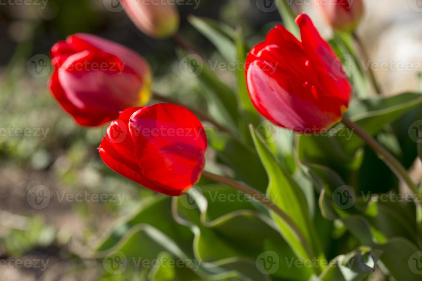 tulipes rouges dans le jardin, madrid espagne photo