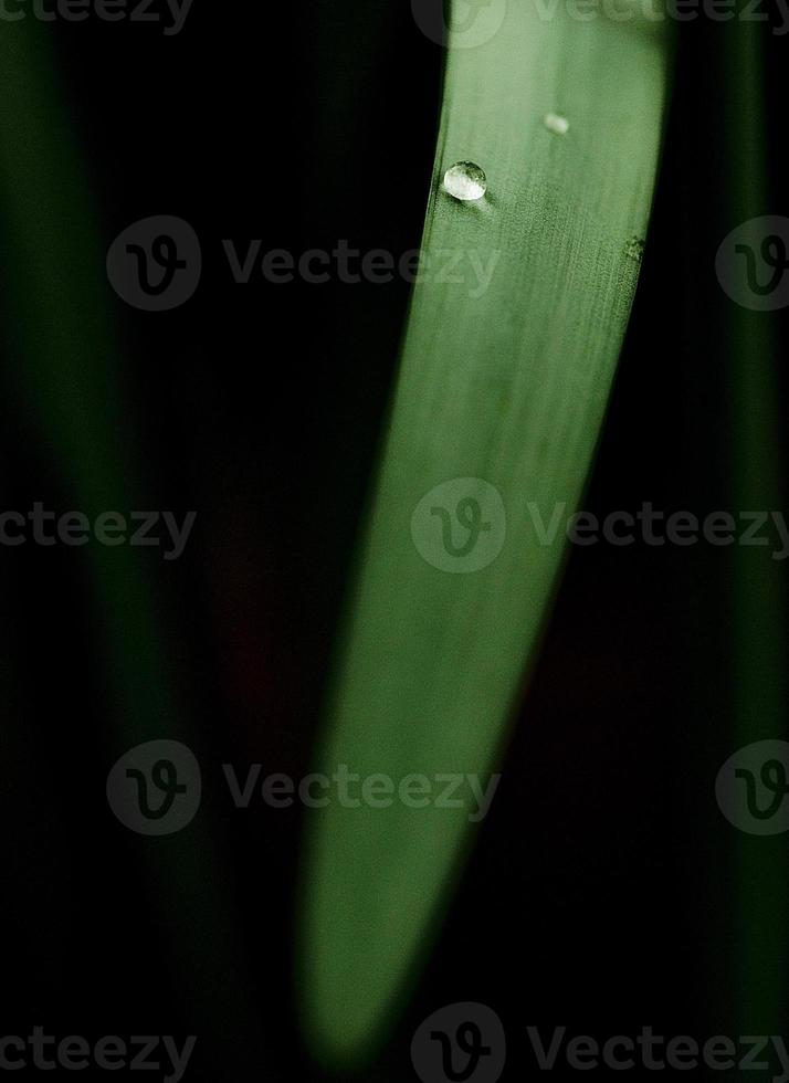 goutte d'eau sur une feuille de narcisse. photo