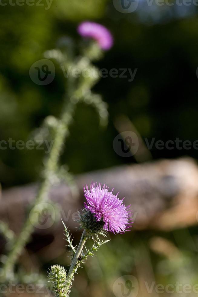 chardon, fleur d'un arbuste épineux, province du lot, france photo