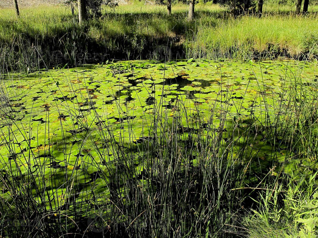 nénuphar, province de soria, castilla y leon, espagne photo