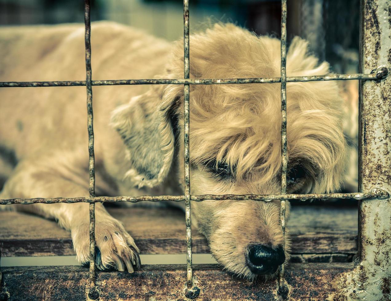 vieux chien solitaire en cage photo