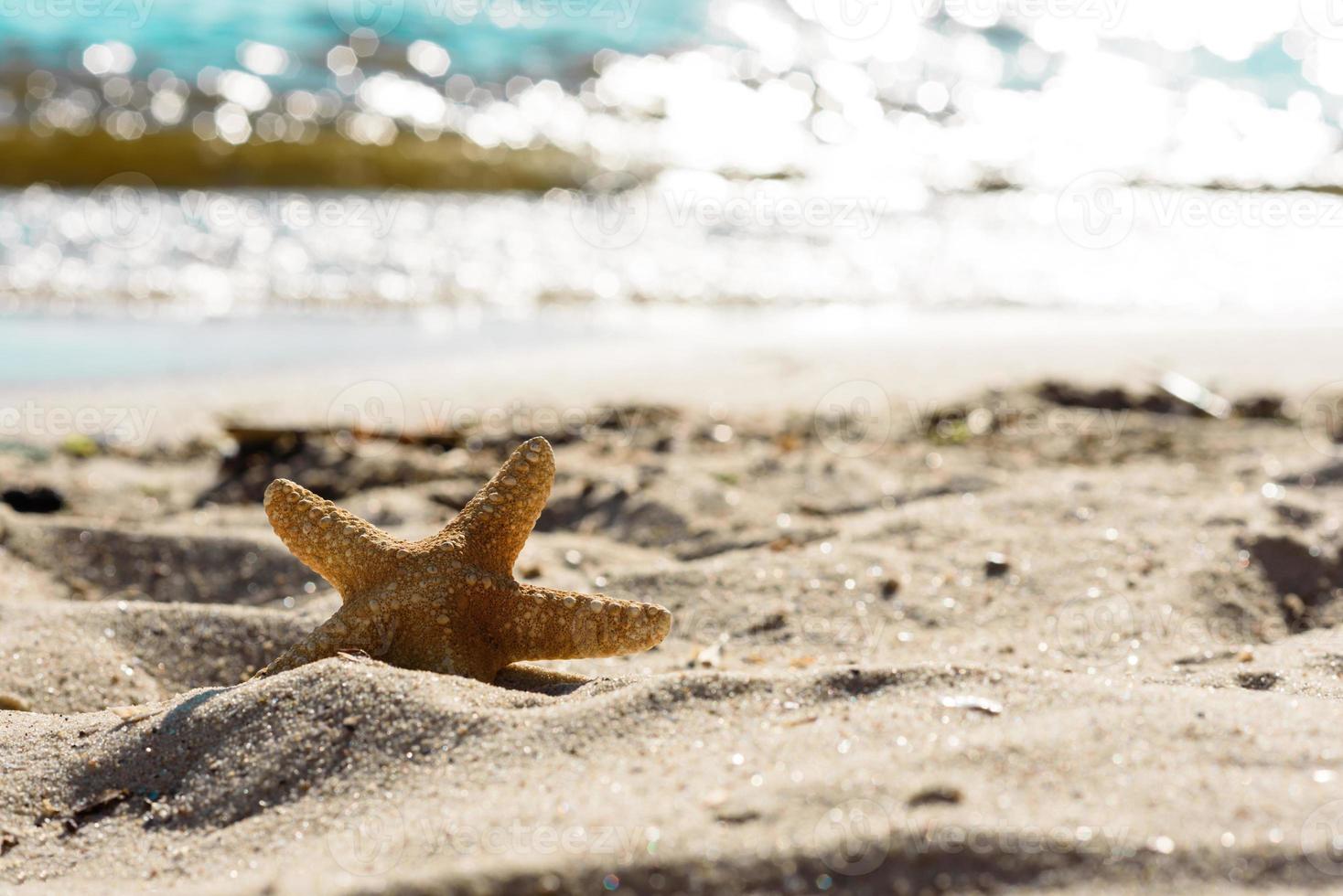 étoile de mer sur le sable sur l'océan par une chaude journée d'été photo