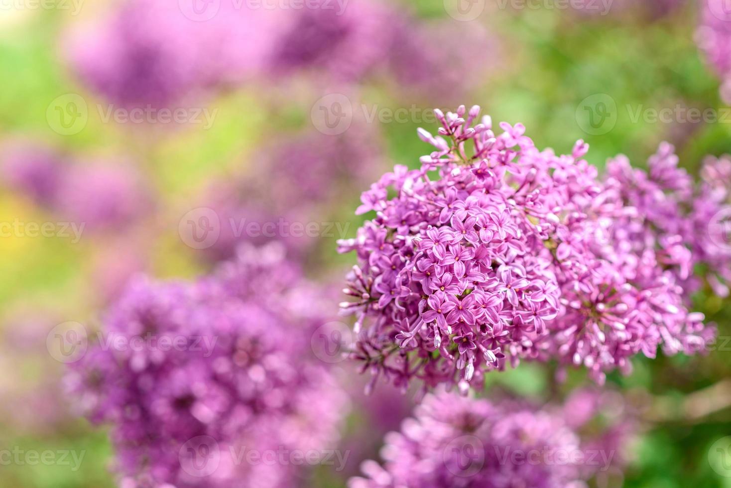 beau buisson de lilas en fleurs dans le jardin. fond d'été photo