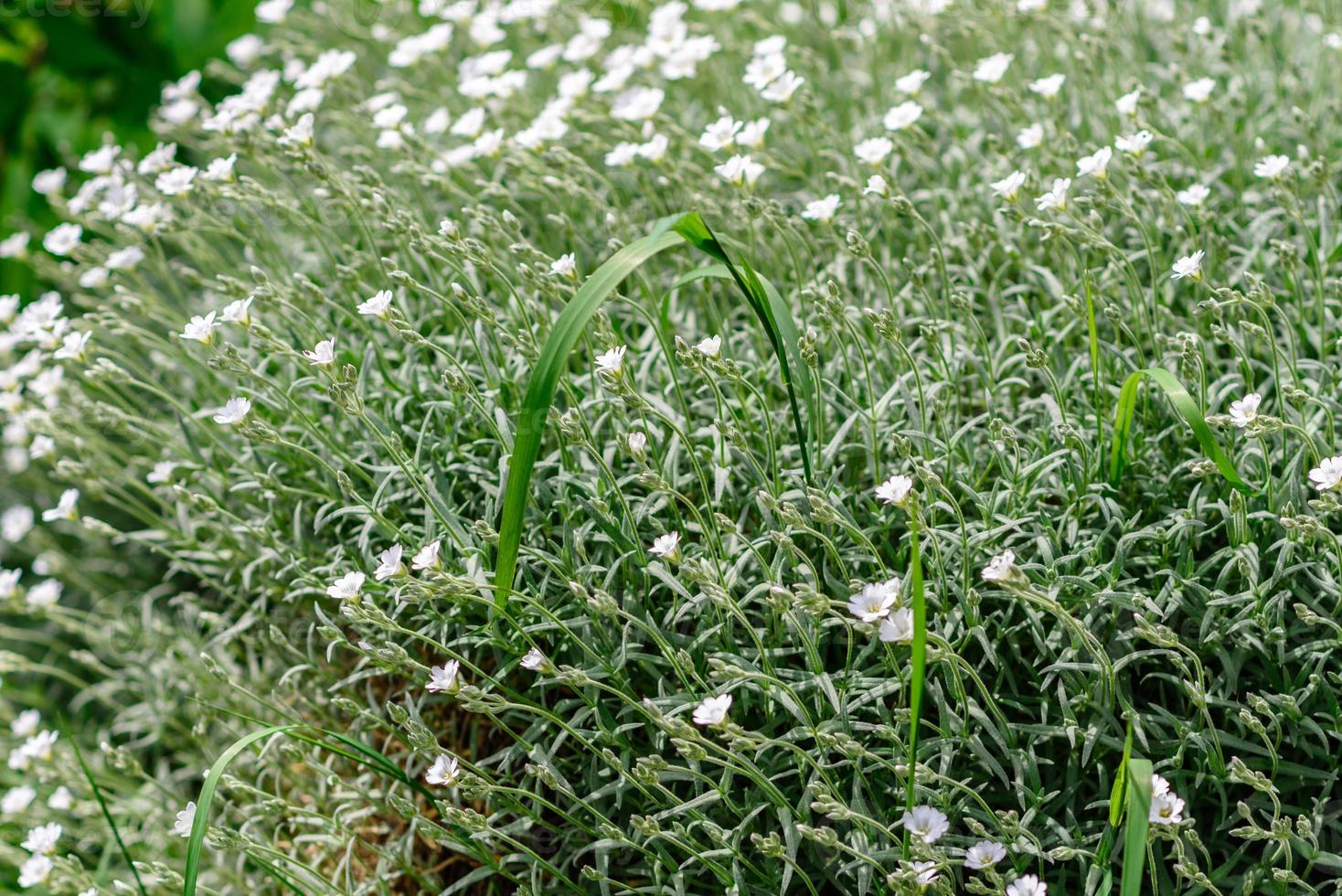 belles fleurs blanches sur fond de plantes vertes. fond d'été photo