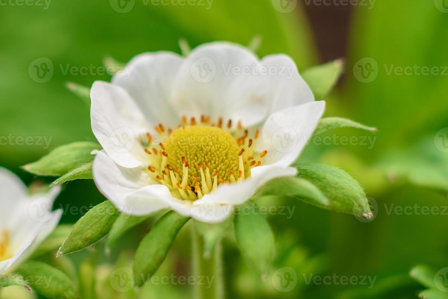 belles fleurs blanches sur fond de plantes vertes. fond d'été photo