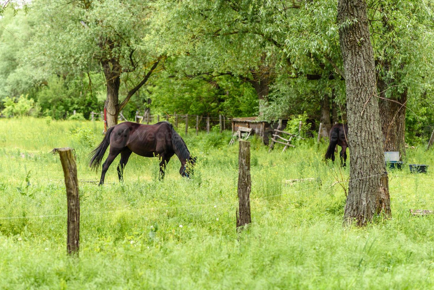 de beaux chevaux bien entretenus paissent dans une prairie de sélénium avec de l'herbe verte juteuse photo