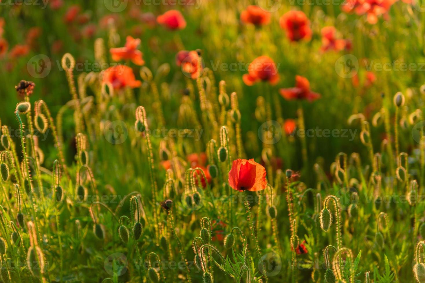 beaux coquelicots rouges en défocalisation sur un beau champ vert d'été photo