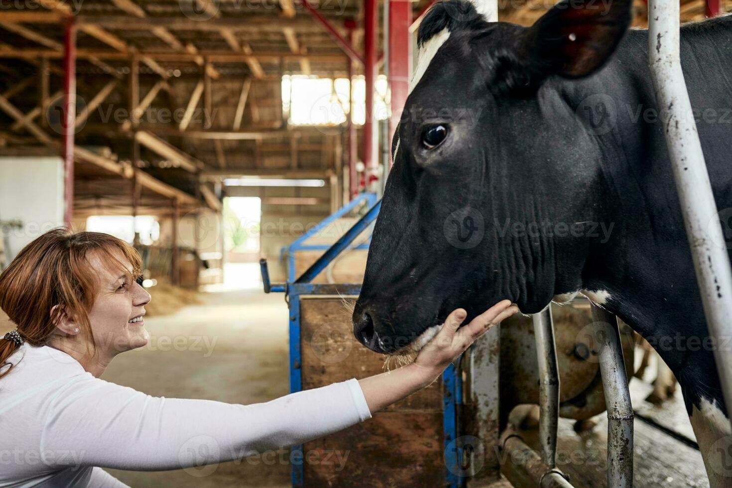 souriant femelle agriculteur caressant noir vache dans laitier ferme photo