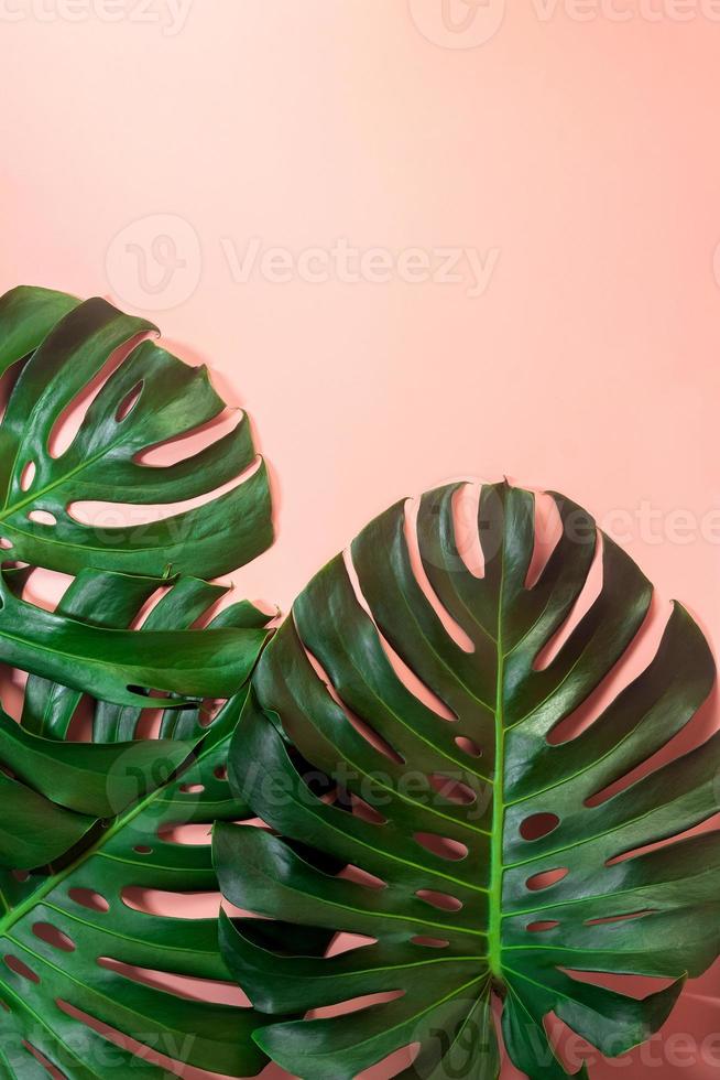 feuilles de monstera reposaient sur fond rose. concept de fond de l'été. photo