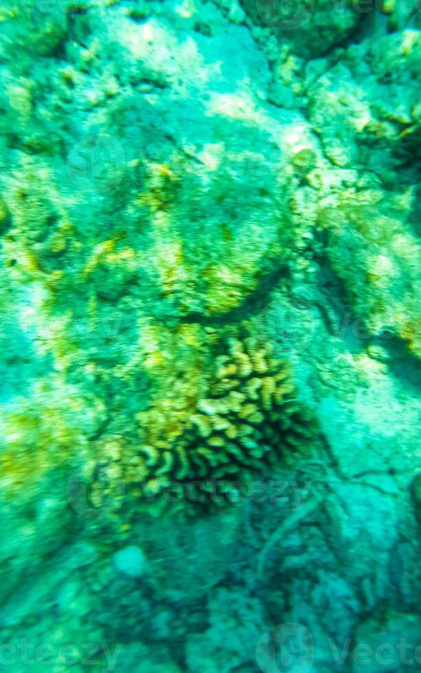 plongée en apnée sous-marin vues poisson coraux turquoise l'eau rasdhoo île Maldives. photo