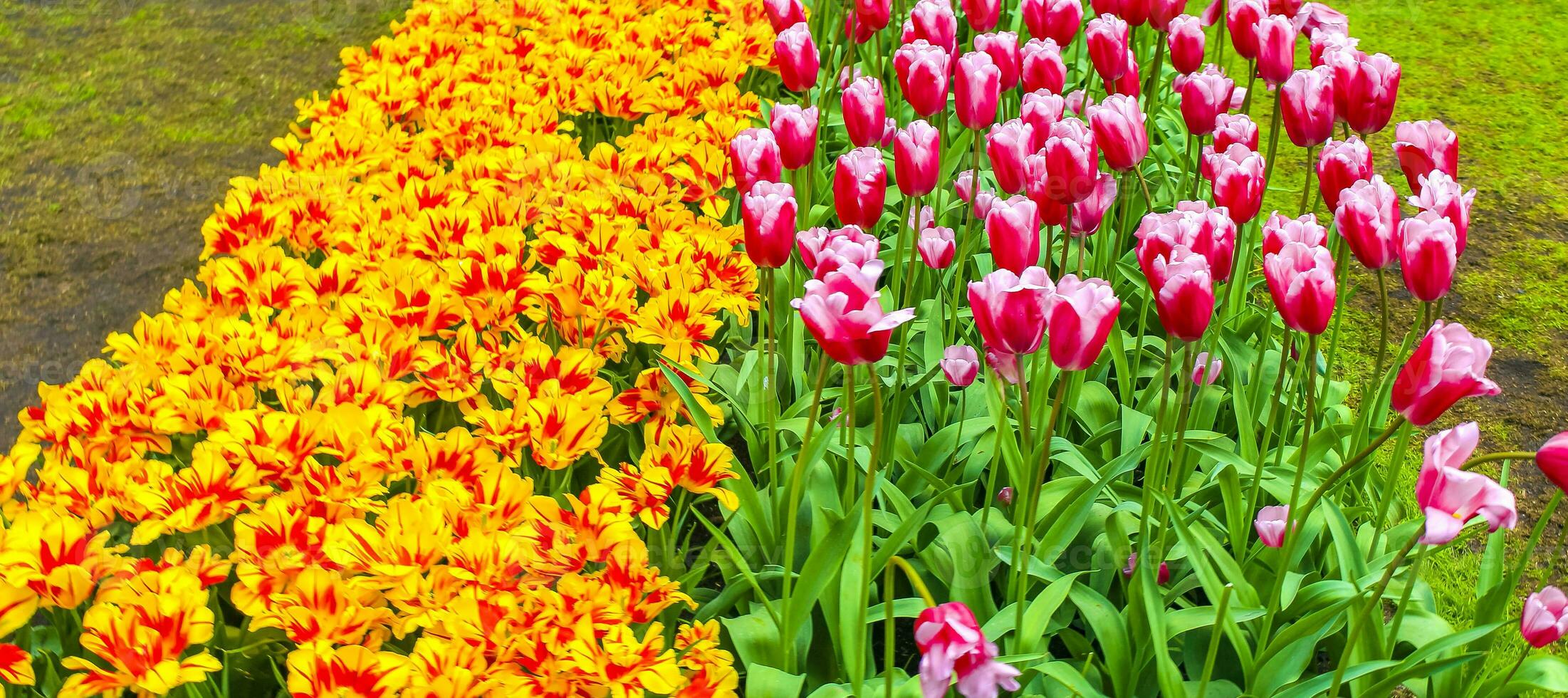 De nombreuses jonquilles tulipes colorées dans le parc de Keukenhof lisse Hollande Pays-Bas. photo