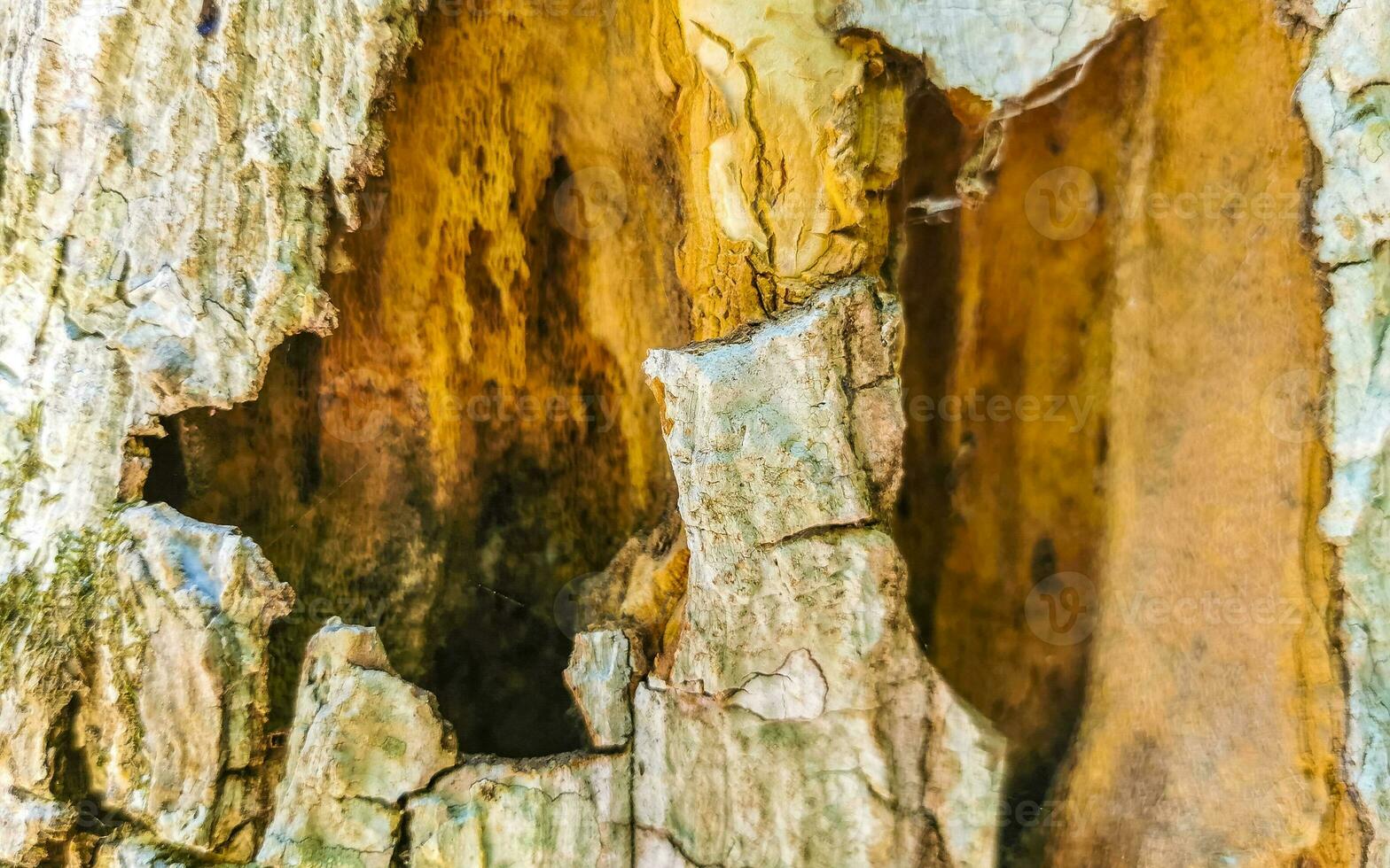 chute moussu écorce de tropical arbre texture dans Tulum Mexique. photo