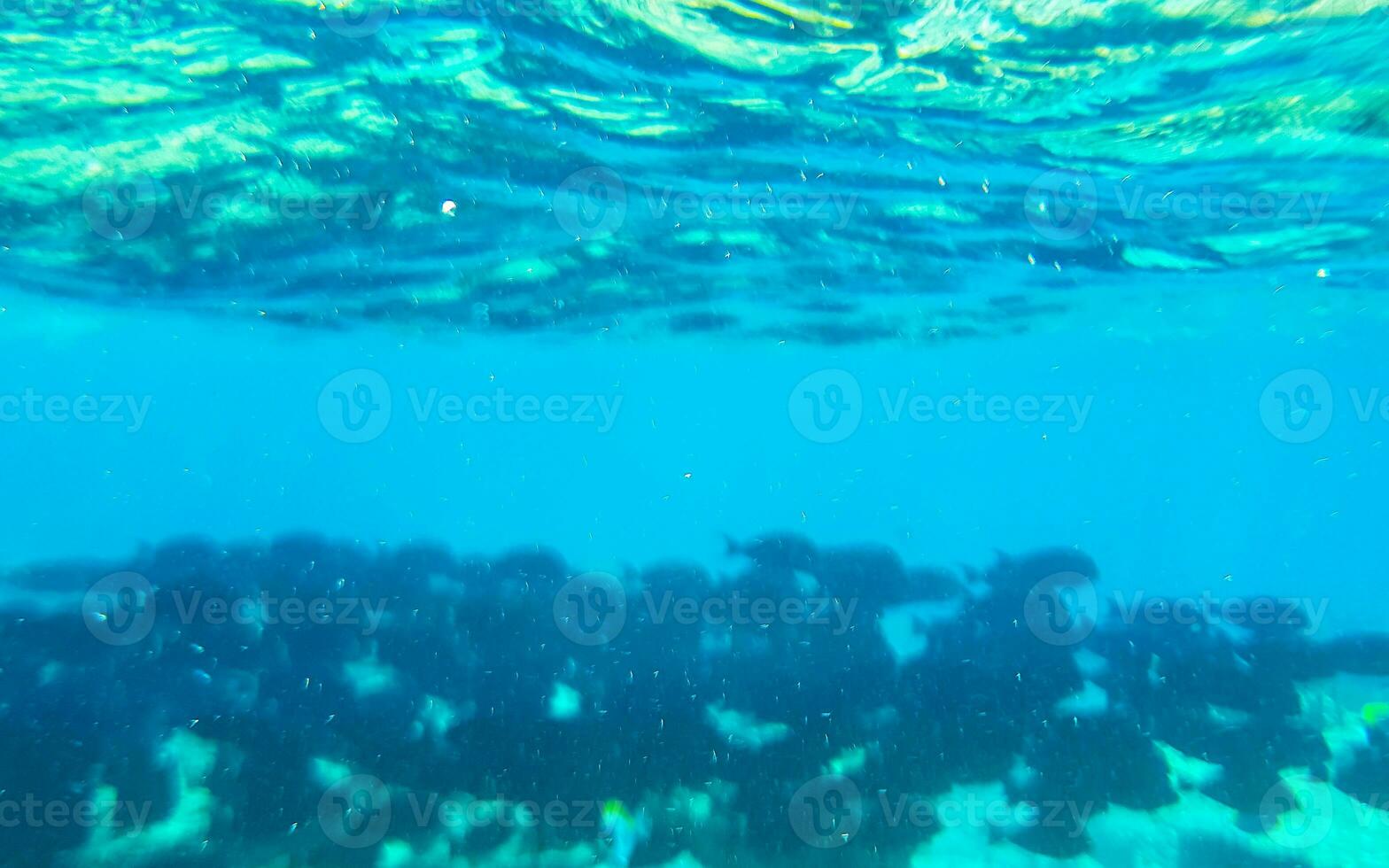 plongée en apnée sous-marin vues poisson coraux turquoise l'eau rasdhoo île Maldives. photo