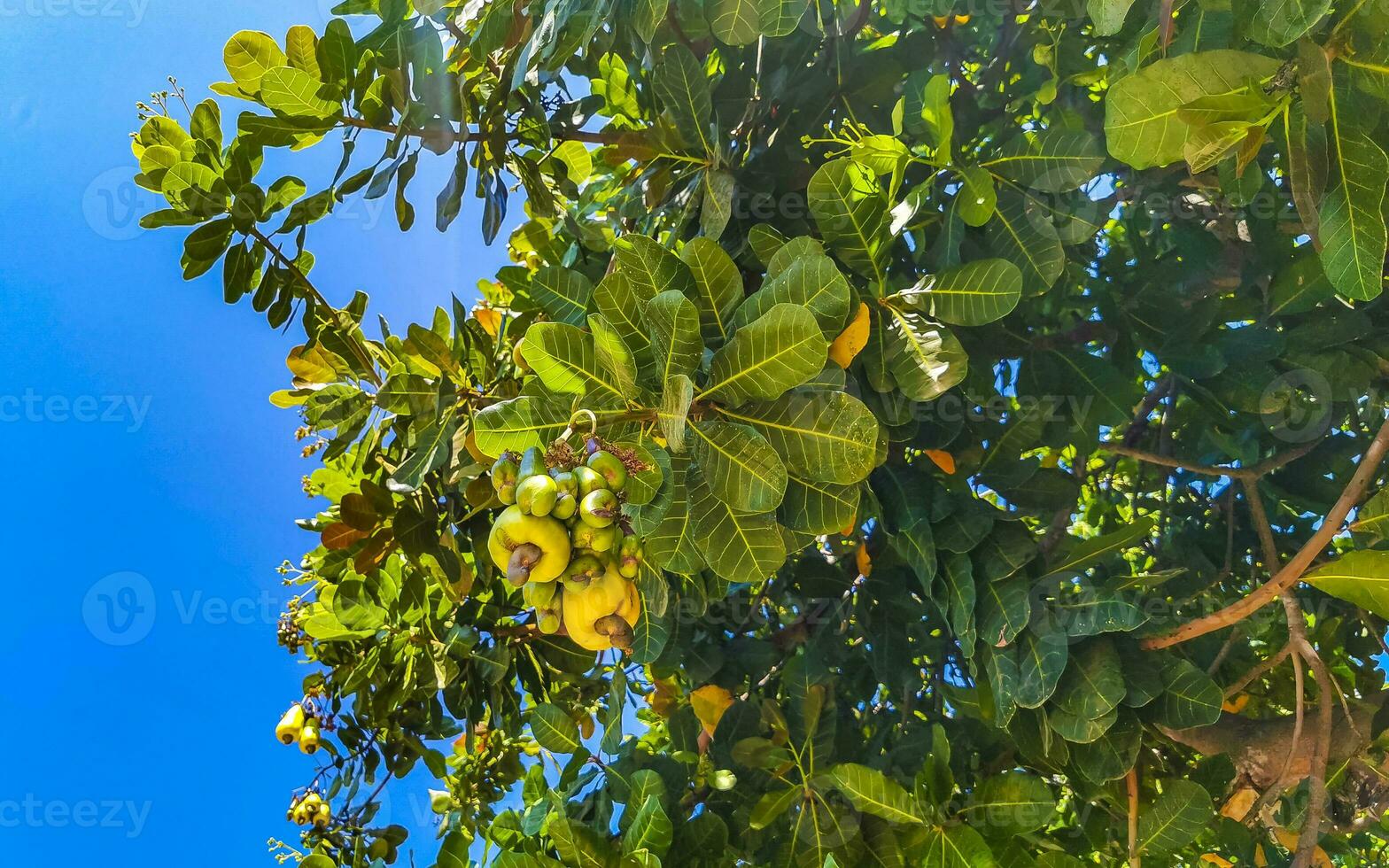 anacardier arbre anacarde occidentale avec mûr des fruits des noisettes dans Mexique. photo