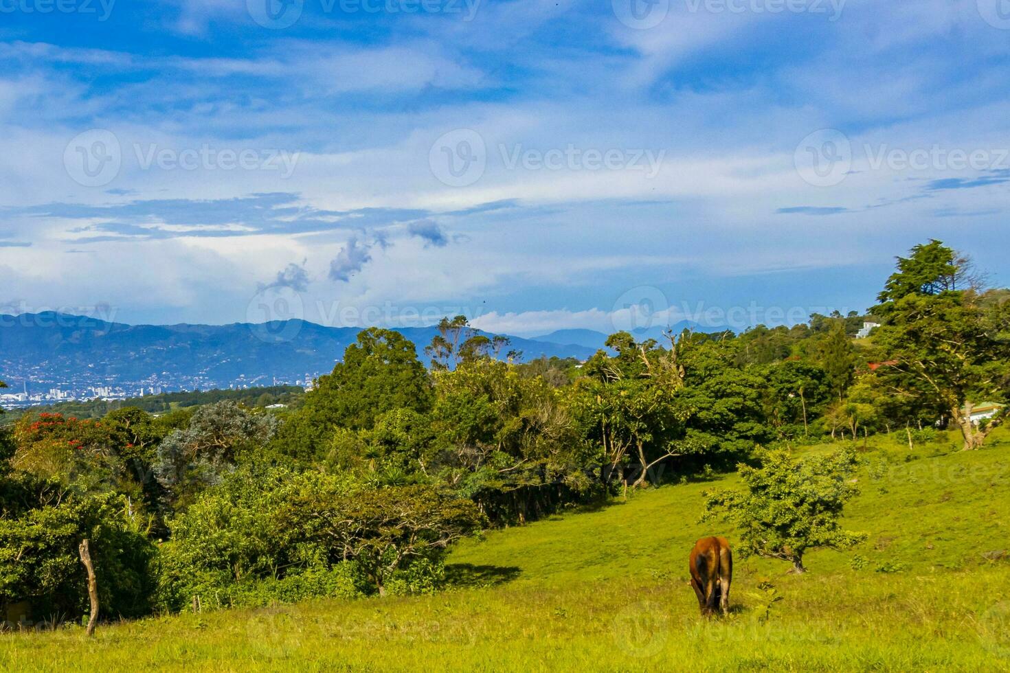 vaches pâturage sur pâturage dans le montagnes les forêts costa rica. photo