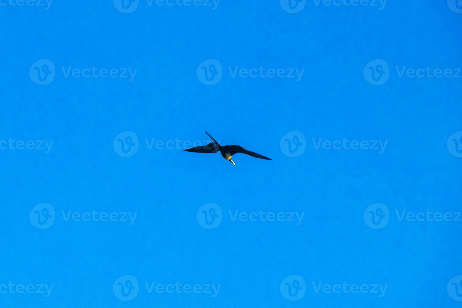 les oiseaux fregat volent sur fond de nuages de ciel bleu au mexique. photo