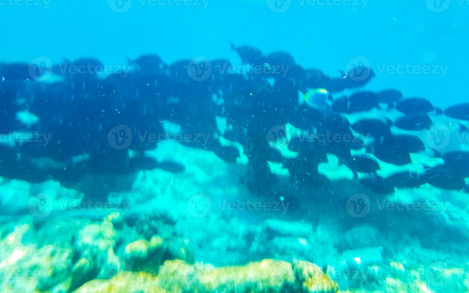 plongée en apnée sous-marin vues poisson coraux turquoise l'eau rasdhoo île Maldives. photo