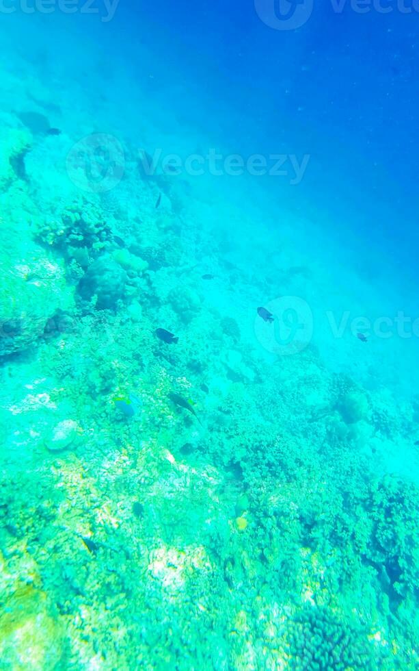 plongée en apnée sous-marin vues poisson coraux turquoise l'eau rasdhoo île Maldives. photo