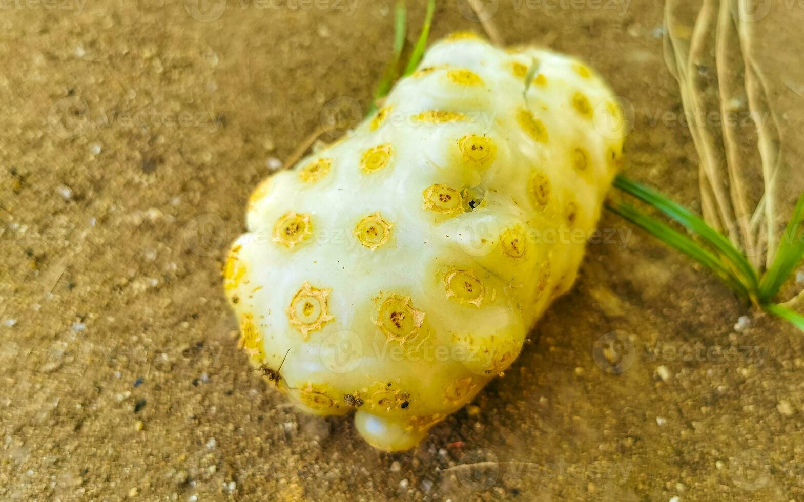 fruit de noni morinda citrifolia avec des fleurs populaires auprès des fourmis du Mexique. photo