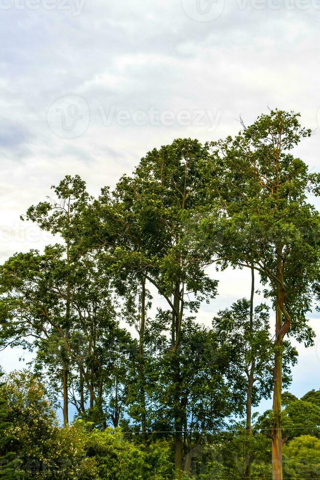 haute des arbres sapins la nature les plantes montagnes et les forêts costa rica. photo