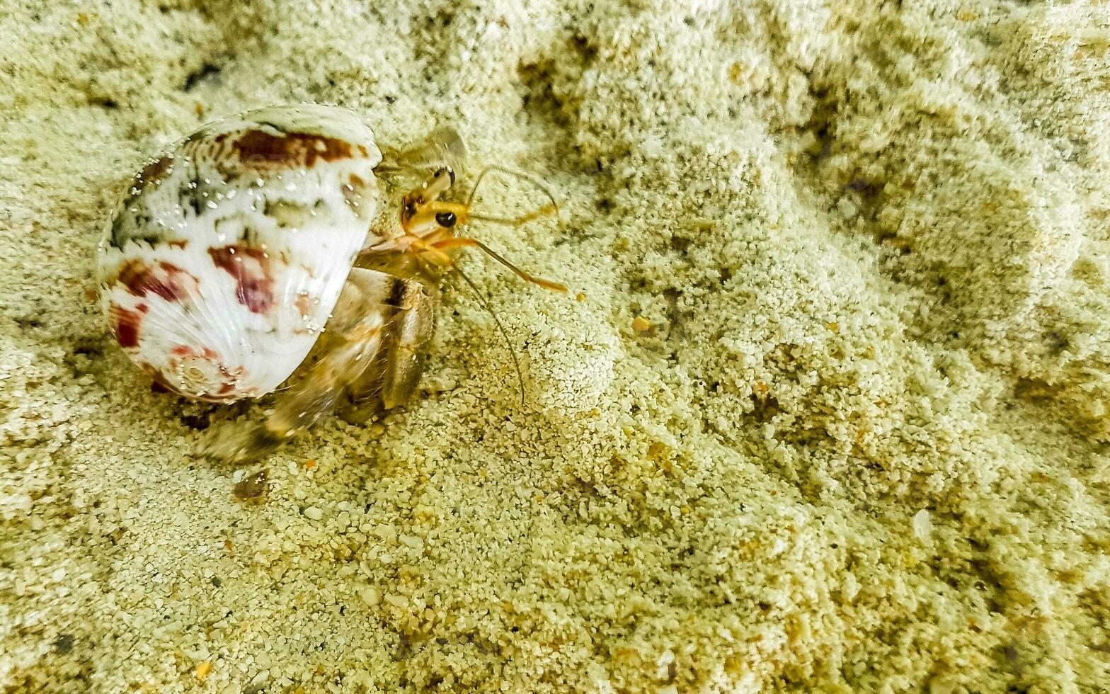 ermite Crabe Crabes rampant sur plage le sable rasdhoo île Maldives. photo