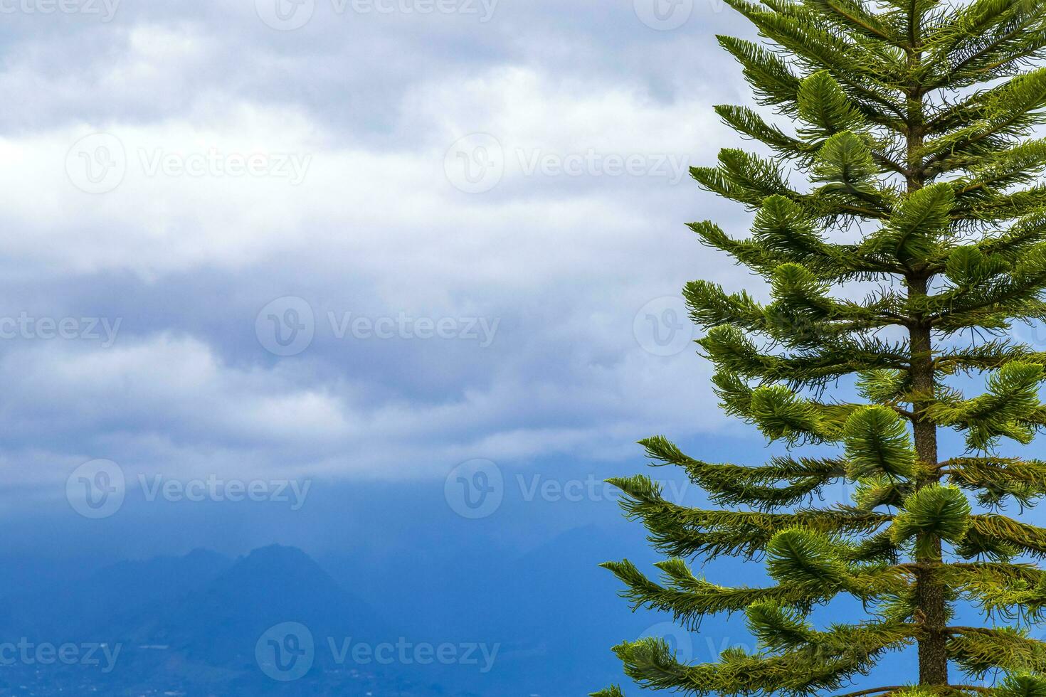 haute des arbres sapins la nature les plantes montagnes et les forêts costa rica. photo