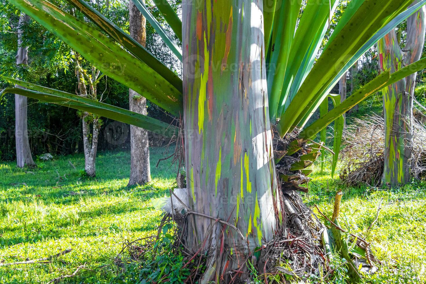 eucalyptus arbre des arbres coloré écorce montagnes et les forêts costa rica. photo