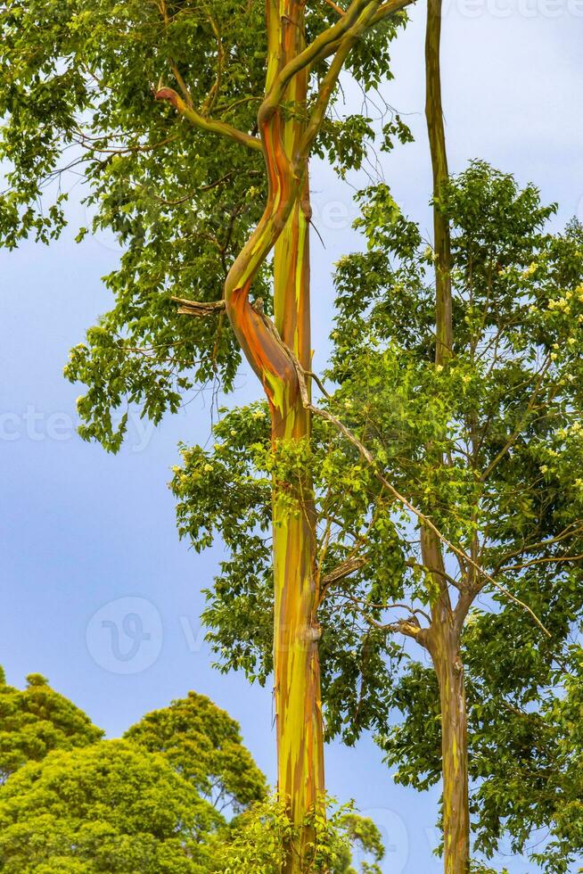 eucalyptus arbre des arbres coloré écorce montagnes et les forêts costa rica. photo