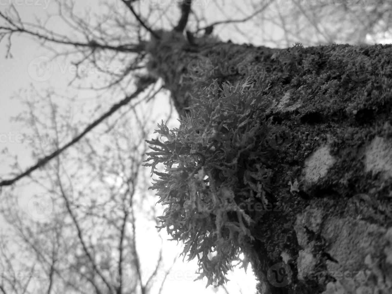gros toxique champignon sur tronc arbre couvert avec mousse dans forêt du froid l'automne photo