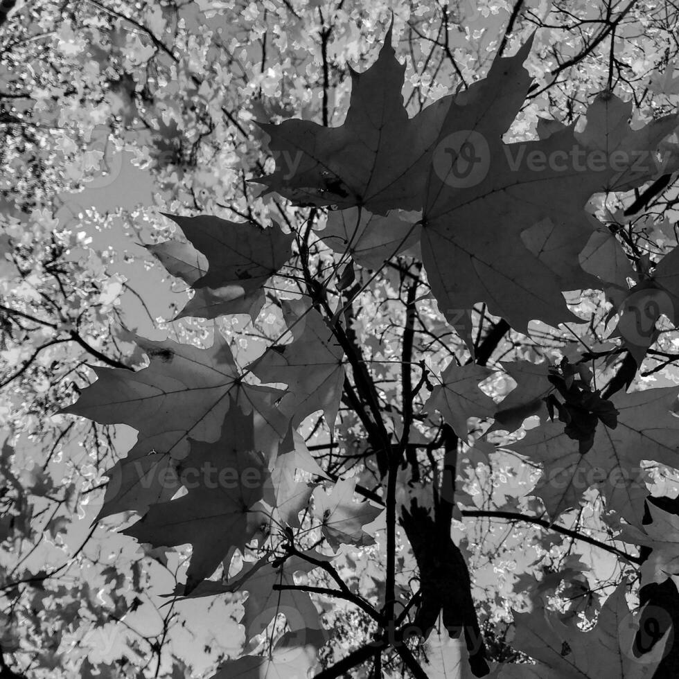 bel arbre vivant avec beaucoup de feuilles sur les branches dépassent d'une plante en bois photo