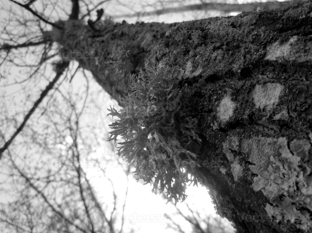 gros toxique champignon sur tronc arbre couvert avec mousse dans forêt du froid l'automne photo