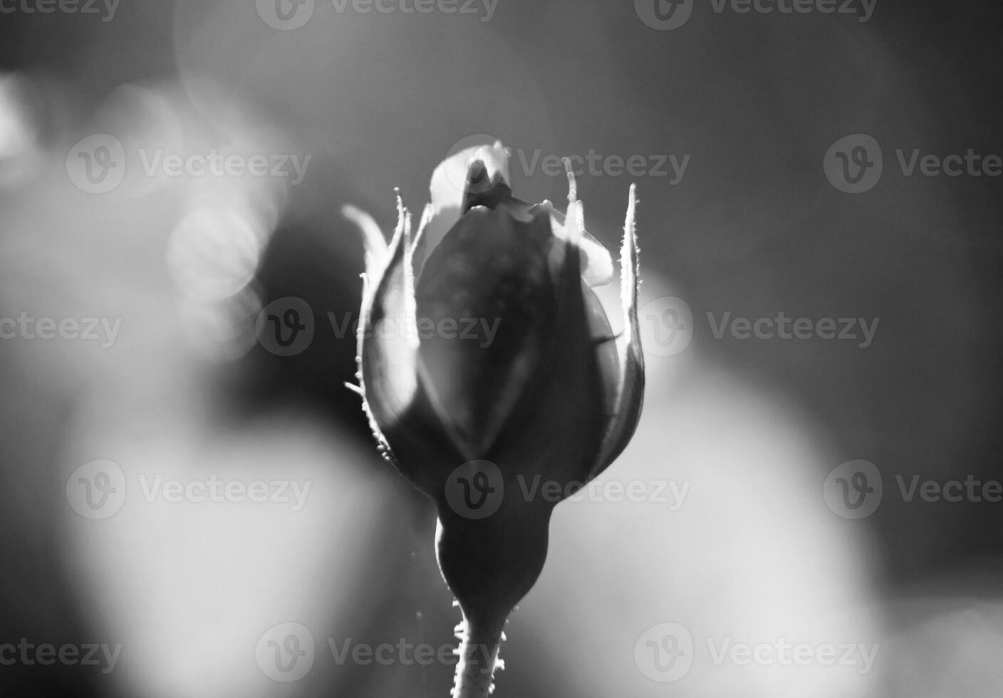 fleur de beauté sauvage avec du nectar qui fleurit dans la campagne des champs photo